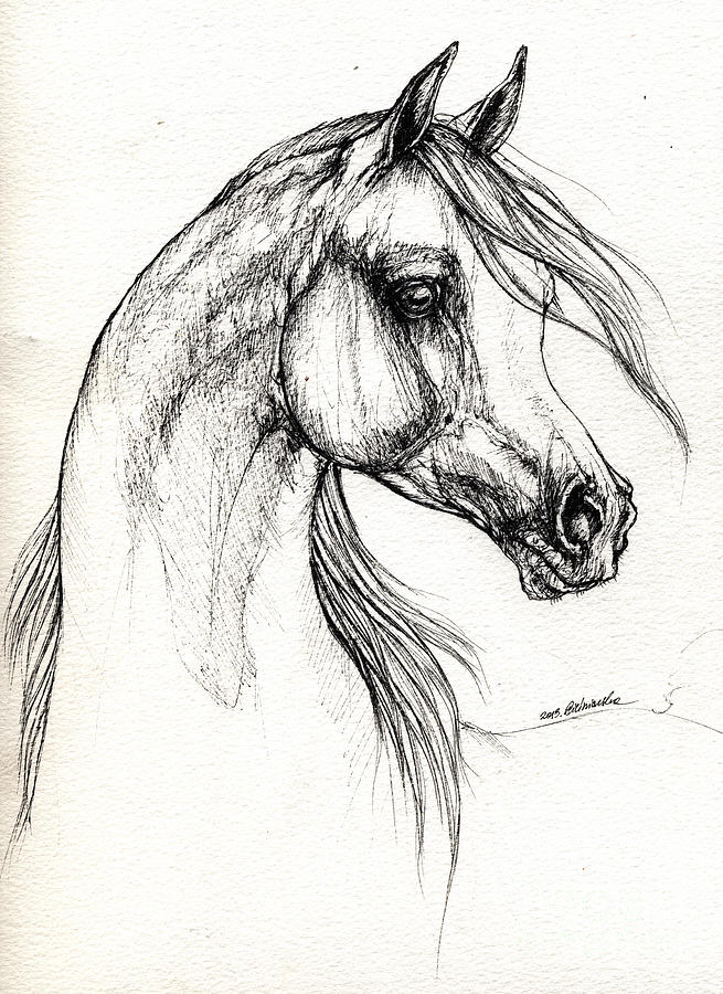 655x900 Arabian Horse Drawing Drawing - Arabian Horse Drawing