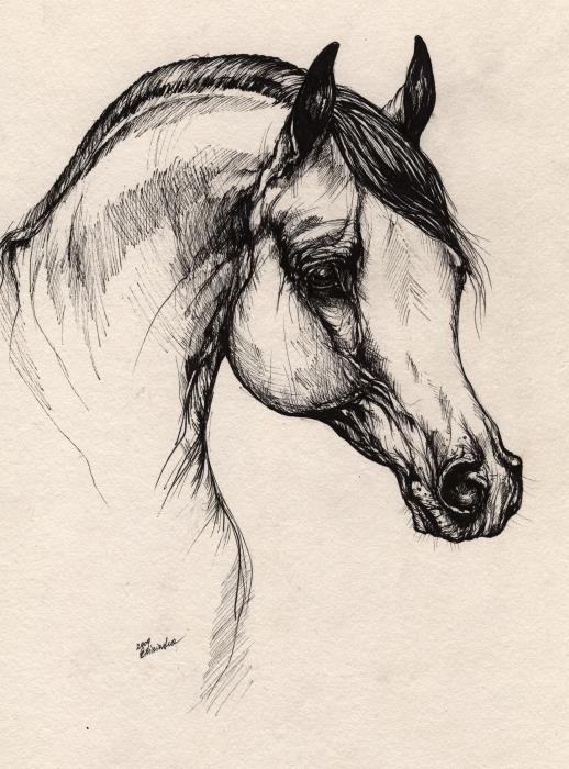 518x700 Arabian Horse Drawing Greeting Card For Sale - Arabian Horse Drawing