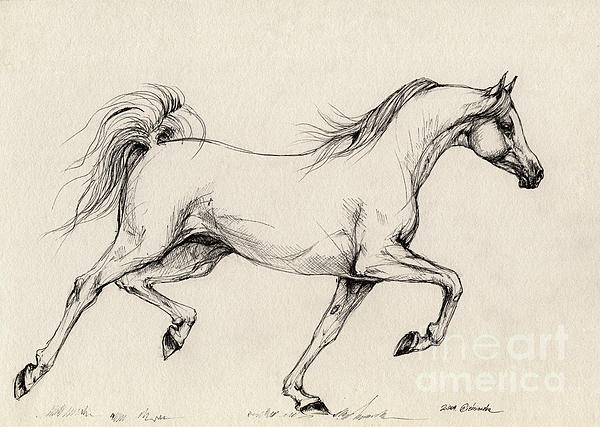 600x427 Arabian Horse Drawing Greeting Card For Sale - Arabian Horse Drawing