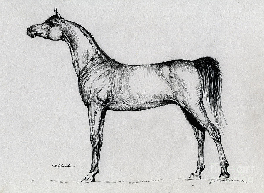 900x660 Arabian Horse Drawing Drawing - Arabian Horse Drawing