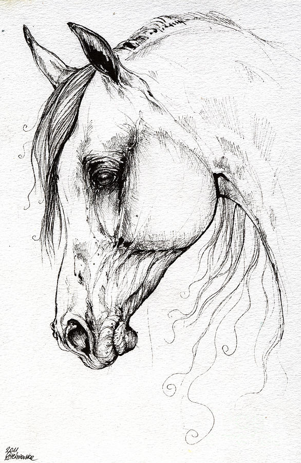 586x900 Arabian Horse Drawing Drawing - Arabian Horse Drawing