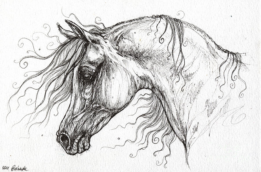 900x593 Arabian Horse Drawing Drawing - Arabian Horse Drawing
