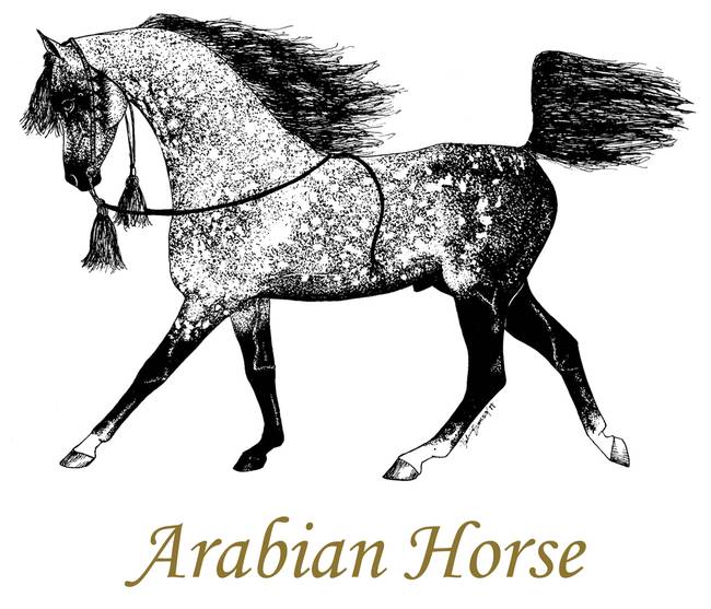 650x557 Arabian Horse Drawing - Arabian Horse Drawing