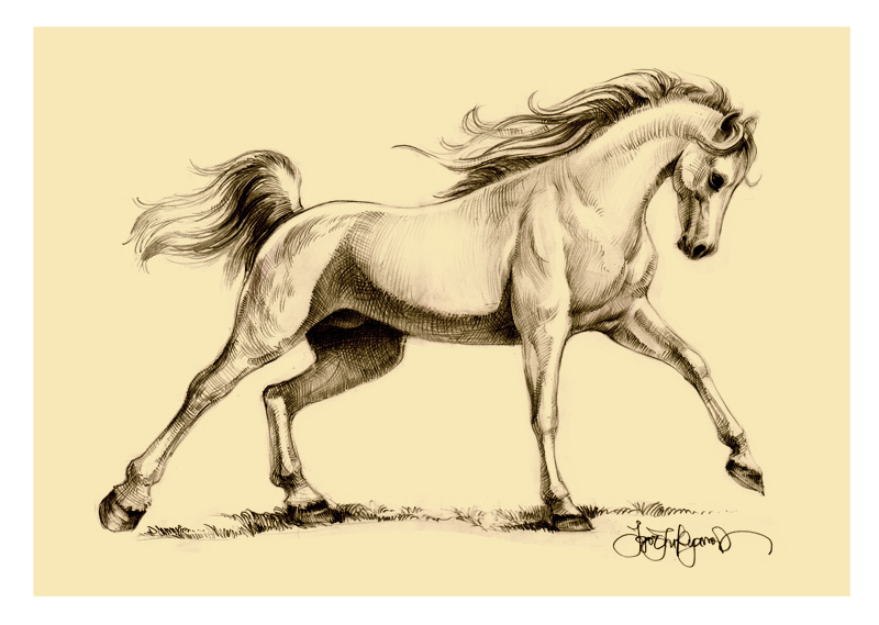 800x569 Arabian Horse Drawing - Arabian Horse Drawing
