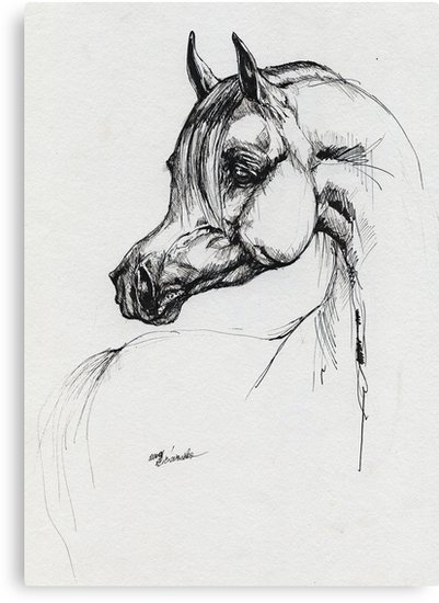 401x550 Arabian Horse Drawing Canvas Print - Arabian Horse Drawing