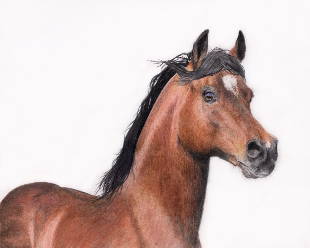 1024x819 Arabian Horse Drawing In Coloured Pencil - Arabian Horse Drawing