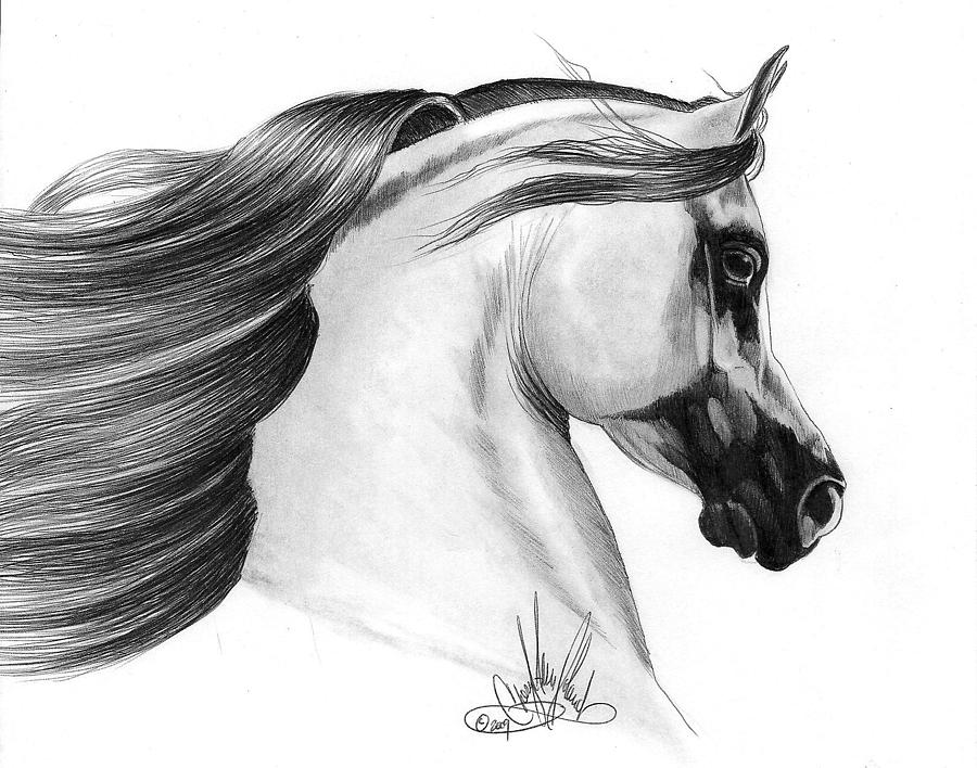 900x708 Gray Arabian Drawing - Arabian Horse Drawing