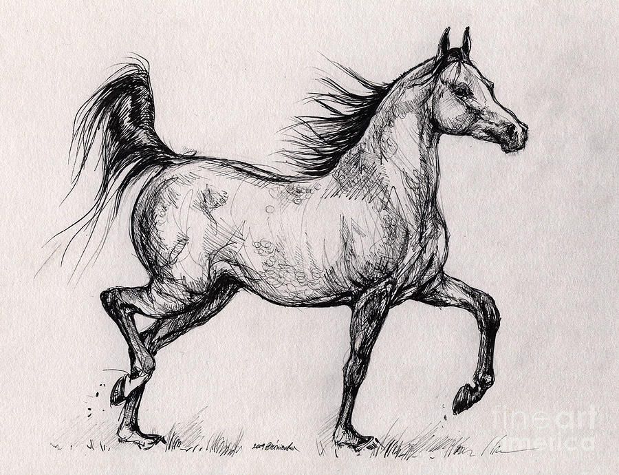 900x690 horses running running bay arabian horse drawing - Arabian Horse Drawing