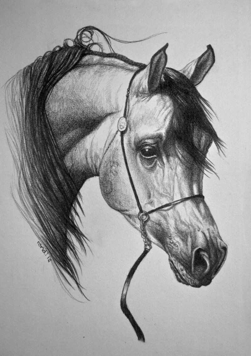 800x1132 arabian horses in art horses, horse - Arabian Horse Drawing