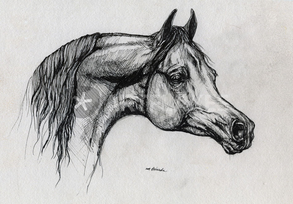 950x662 Arabian Horse Drawing Drawing Art Prints And Posters - Arabian Horse Drawing