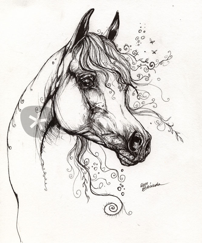 666x800 Arabian Horse Drawing Graphicillustration Art Prints And Posters - Arabian Horse Drawing
