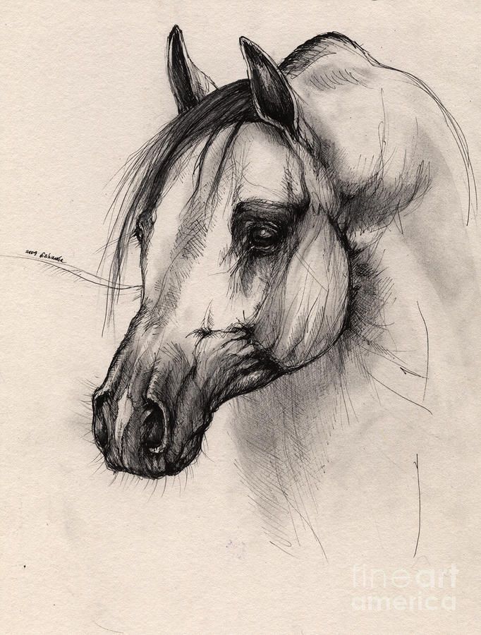 Arabian Horse Drawing at Explore collection of