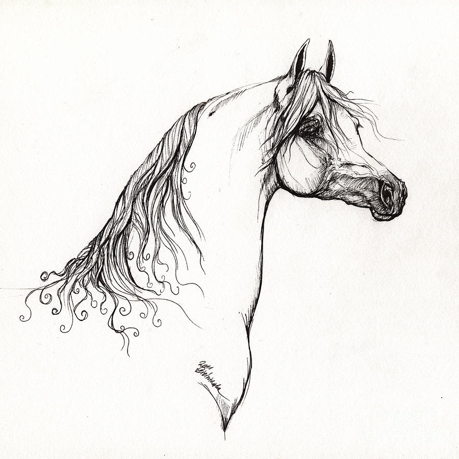 900x900 Arabian Horse Drawing Drawing - Arabian Horse Drawing