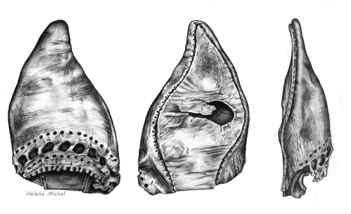 1200x734 Archaeological Illustrations - Archaeological Drawing