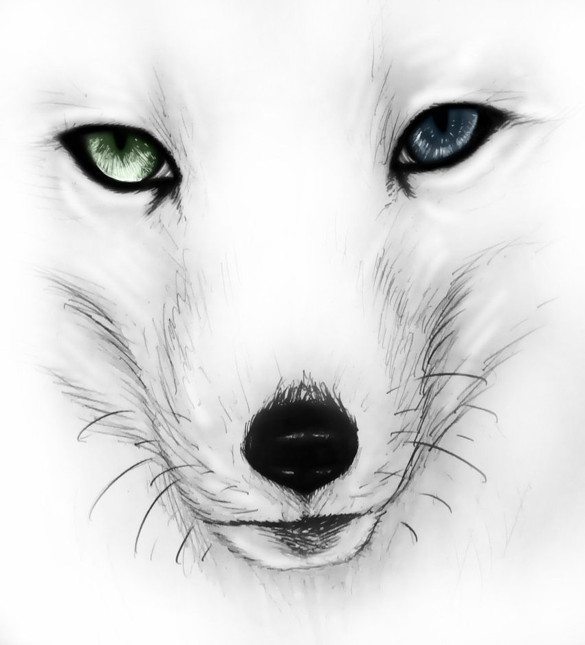 Arctic Fox Drawing at Explore collection of Arctic