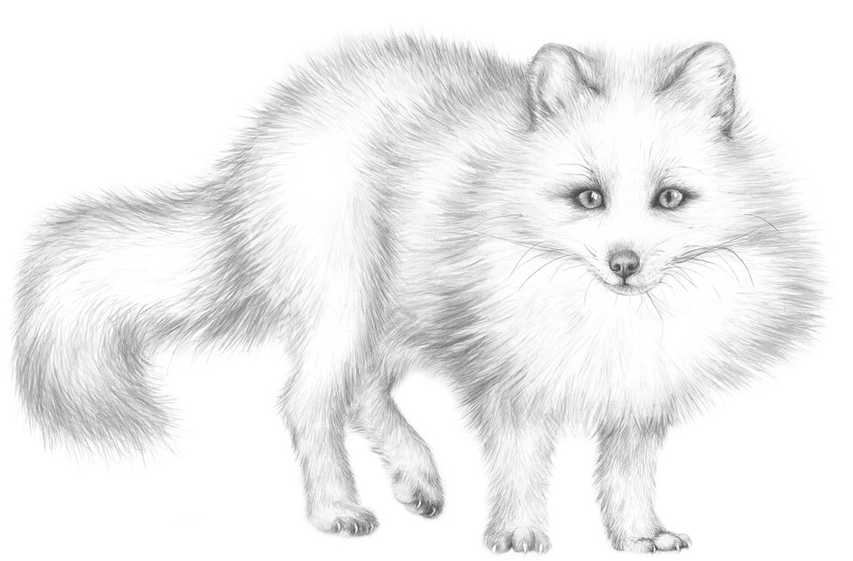 Arctic Fox Drawing at PaintingValley.com | Explore collection of Arctic