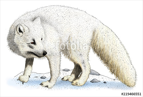 500x340 drawing of an arctic fox - Arctic Fox Drawing