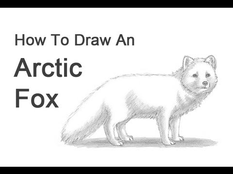 480x360 how to draw an arctic fox - Arctic Fox Drawing