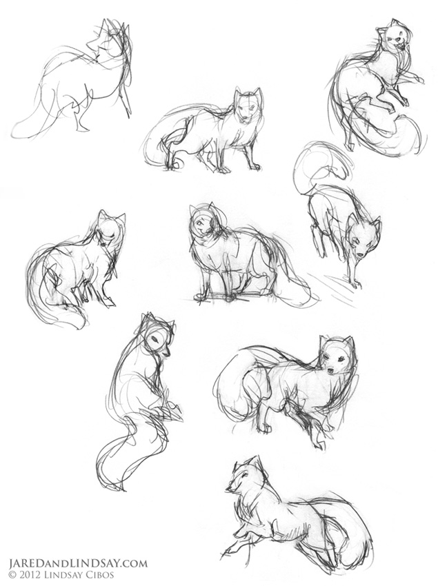 635x850 how to draw an arctic fox last of the polar bears - Arctic Fox Drawing