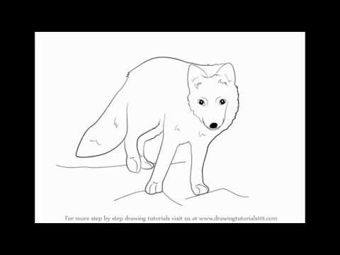 480x360 how to draw arctic fox - Arctic Fox Drawing