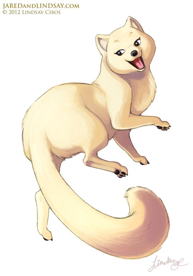 629x900 lindsay cibos' art blog how to draw an arctic fox cute animal - Arctic Fox Drawing