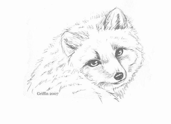 600x436 how to draw cute arctic fox drawing image gallery photonesta - Arctic Fox Drawing