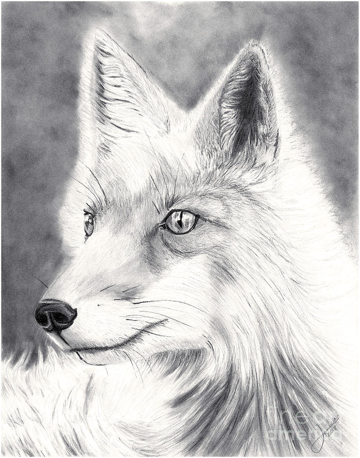 Arctic Fox Drawing at Explore collection of Arctic