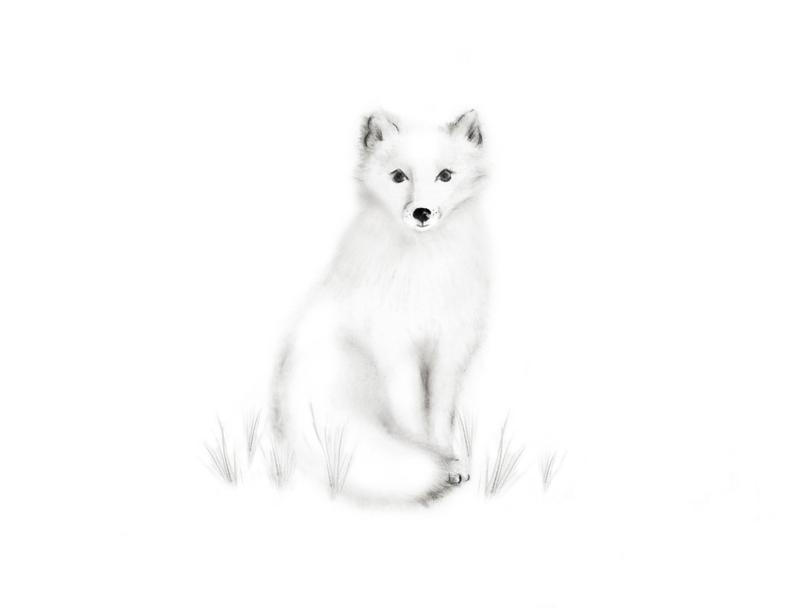 How To Draw A Realistic Arctic Fox Step By Step flowerkamilia