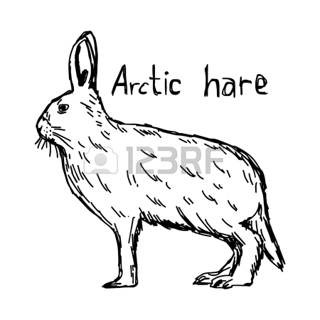 450x450 arctic hare drawing - Arctic Hare Drawing