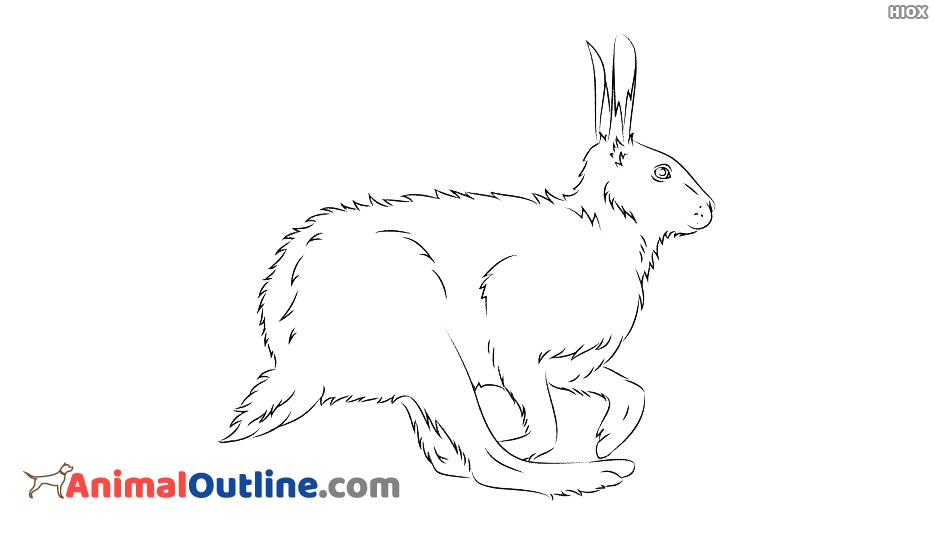 934x534 arctic hare easy drawing - Arctic Hare Drawing