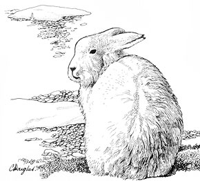 290x262 arctic hare natural history notebooks - Arctic Hare Drawing