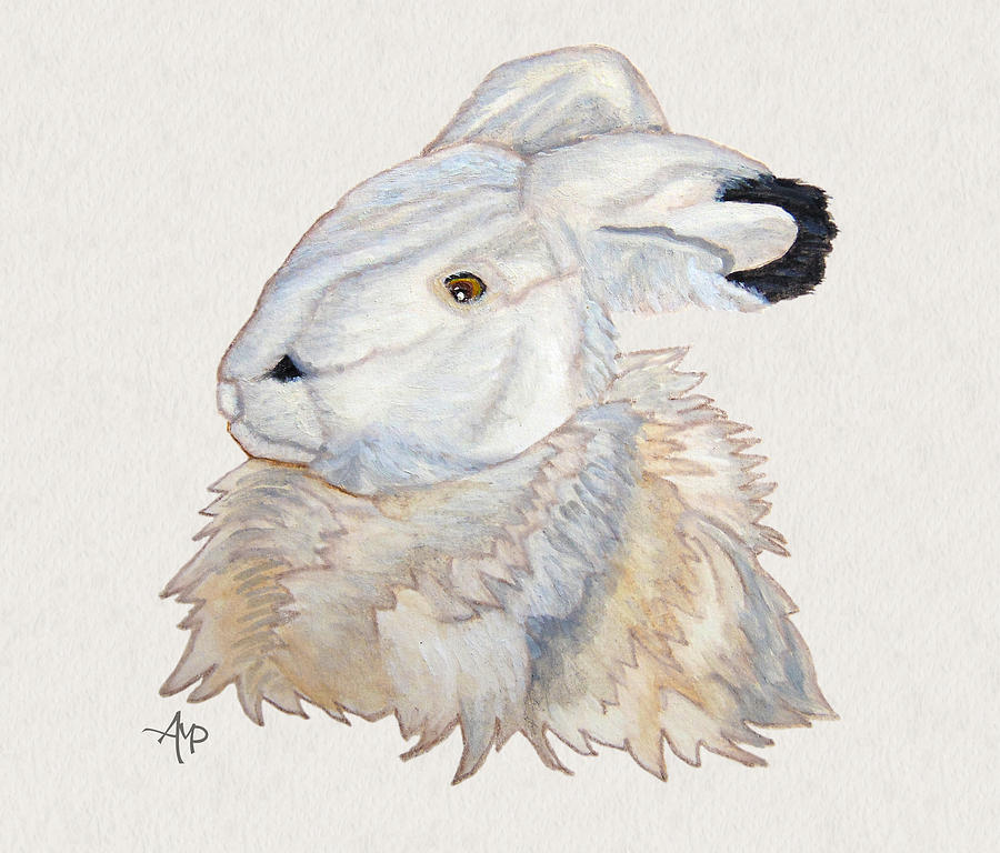 Arctic Hare Drawing at Explore collection of