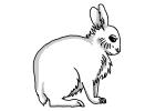 150x100 how to draw an arctic hare - Arctic Hare Drawing