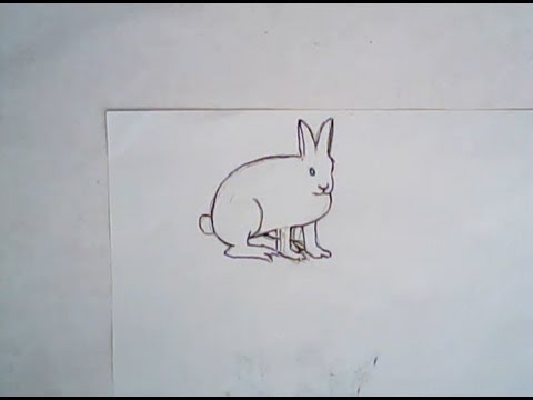 480x360 how to draw an artic hare - Arctic Hare Drawing