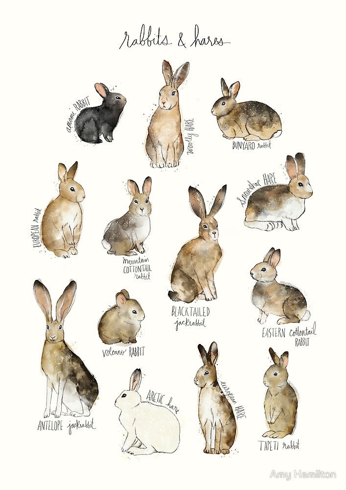 707x1000 rabbits hares - Arctic Hare Drawing