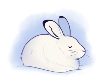 400x322 arctic hare tumblr - Arctic Hare Drawing