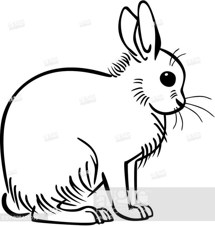 699x735 vector line drawing of an arctic hare or rabbit sitting, stock - Arctic Hare Drawing