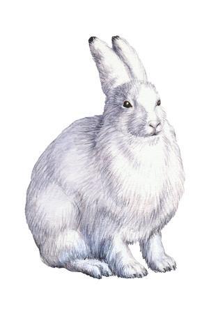 300x450 arctic hare - Arctic Hare Drawing