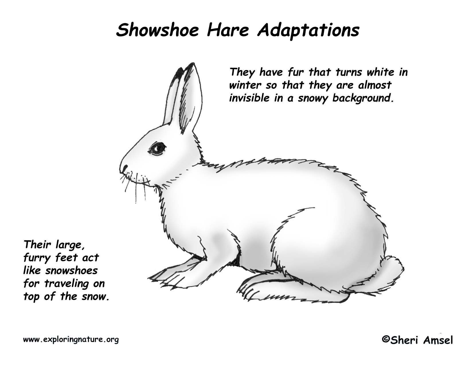 1650x1275 arctic hare clipart line drawing - Arctic Hare Drawing