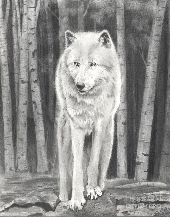 707x900 arctic wolf drawing - Arctic Wolf Drawing