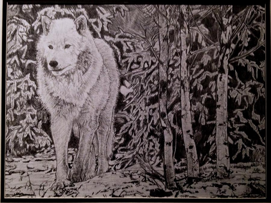 900x676 arctic wolf drawing - Arctic Wolf Drawing