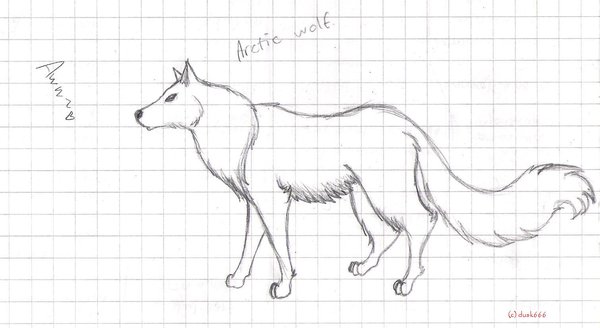 600x328 Arctic Wolf Drawing - Arctic Wolf Drawing