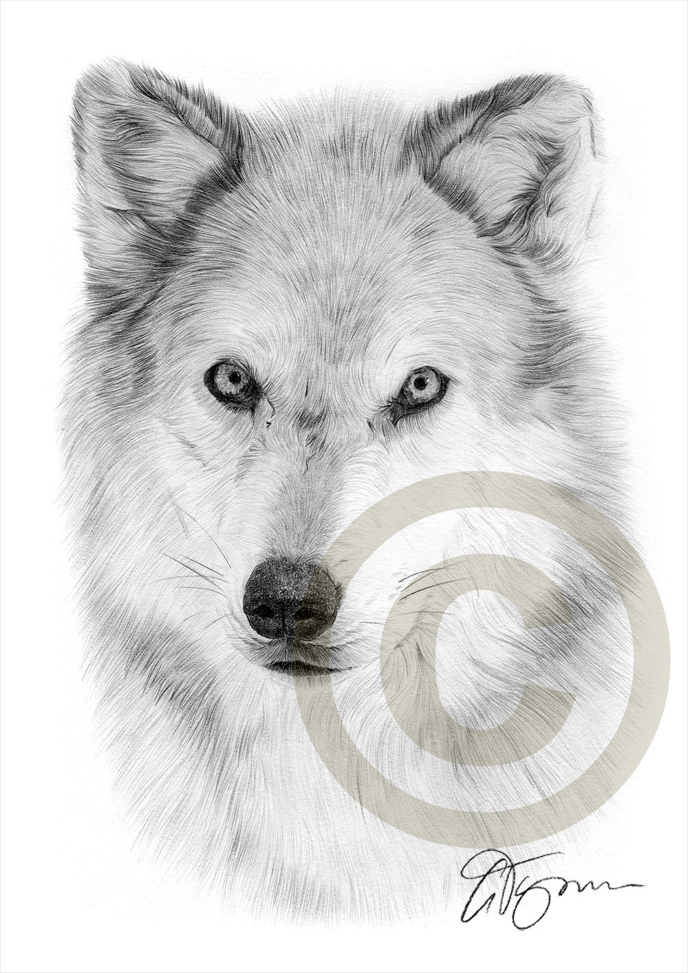 1000x1414 Arctic Wolf Pencil Drawing Print Animal Art Artwork Signed Etsy - Arctic Wolf Drawing
