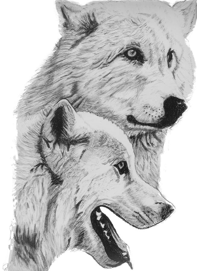 654x900 Arctic Wolves Drawing Drawing - Arctic Wolf Drawing