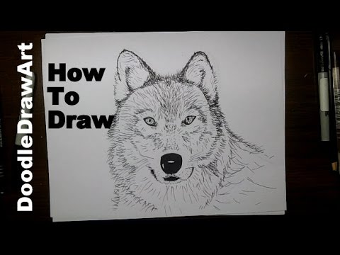 480x360 Drawing How To Draw A Wolf Face Step - Arctic Wolf Drawing