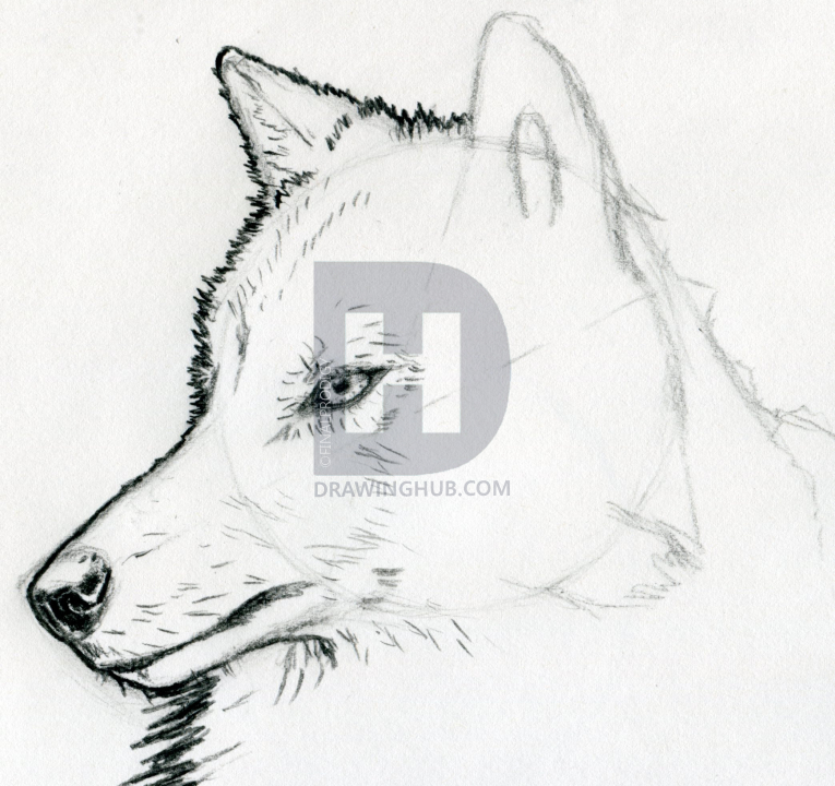 765x720 How To Sketch A Wolf, Arctic Wolf, Step - Arctic Wolf Drawing