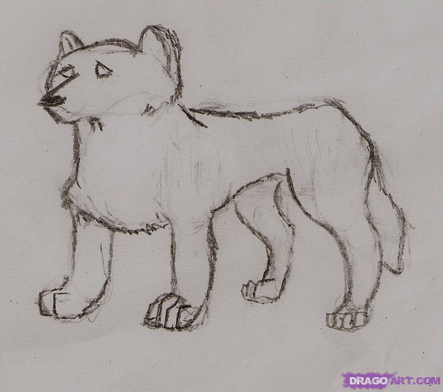 How To Draw A Arctic Wolf, Step - Arctic Wolf Drawing. 