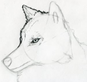 302x284 How To Sketch A Wolf, Arctic Wolf, Step - Arctic Wolf Drawing