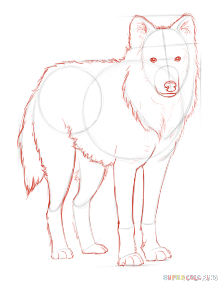 445x575 How To Draw An Arctic Wolf Step - Arctic Wolf Drawing