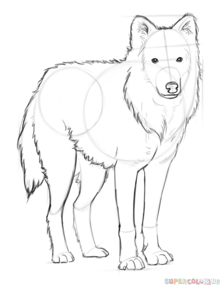 445x575 How To Draw An Arctic Wolf Step - Arctic Wolf Drawing
